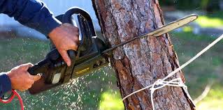 Best Fruit Tree Pruning  in Annapolis, MD