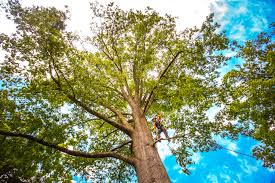 Best Tree Maintenance Programs  in Annapolis, MD
