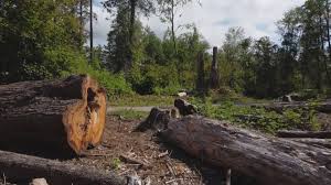 Best Utility Line Clearance  in Annapolis, MD