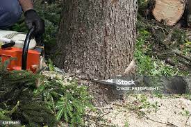 Best Tree Removal  in Annapolis, MD