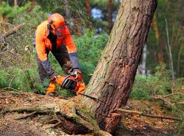 How Our Tree Care Process Works  in  Annapolis, MD