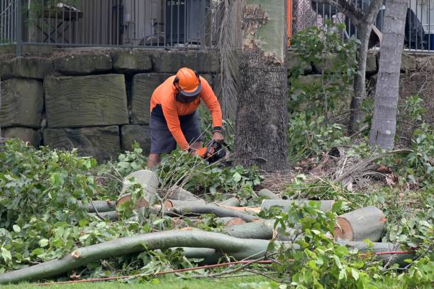 Best Tree Risk Assessment  in Annapolis, MD