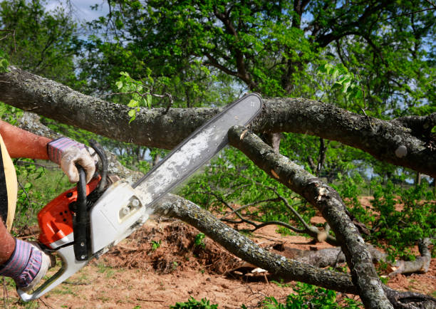 Best Aeration Services  in Annapolis, MD